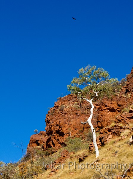 Larapinta_20080531_096 copy.jpg - Redbank Gorge